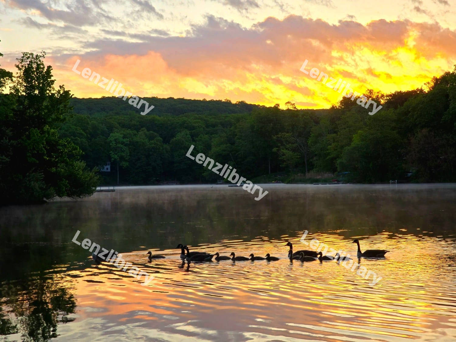 Duck's Family
